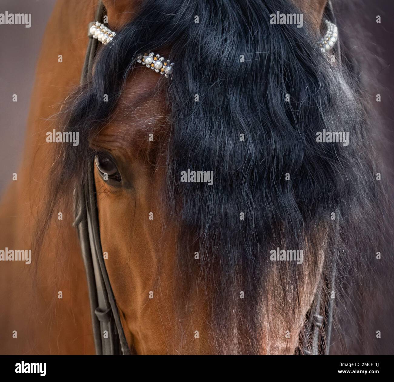 Primo piano immagine di occhio, testa e forelock di baia cavallo andaluso. Foto Stock