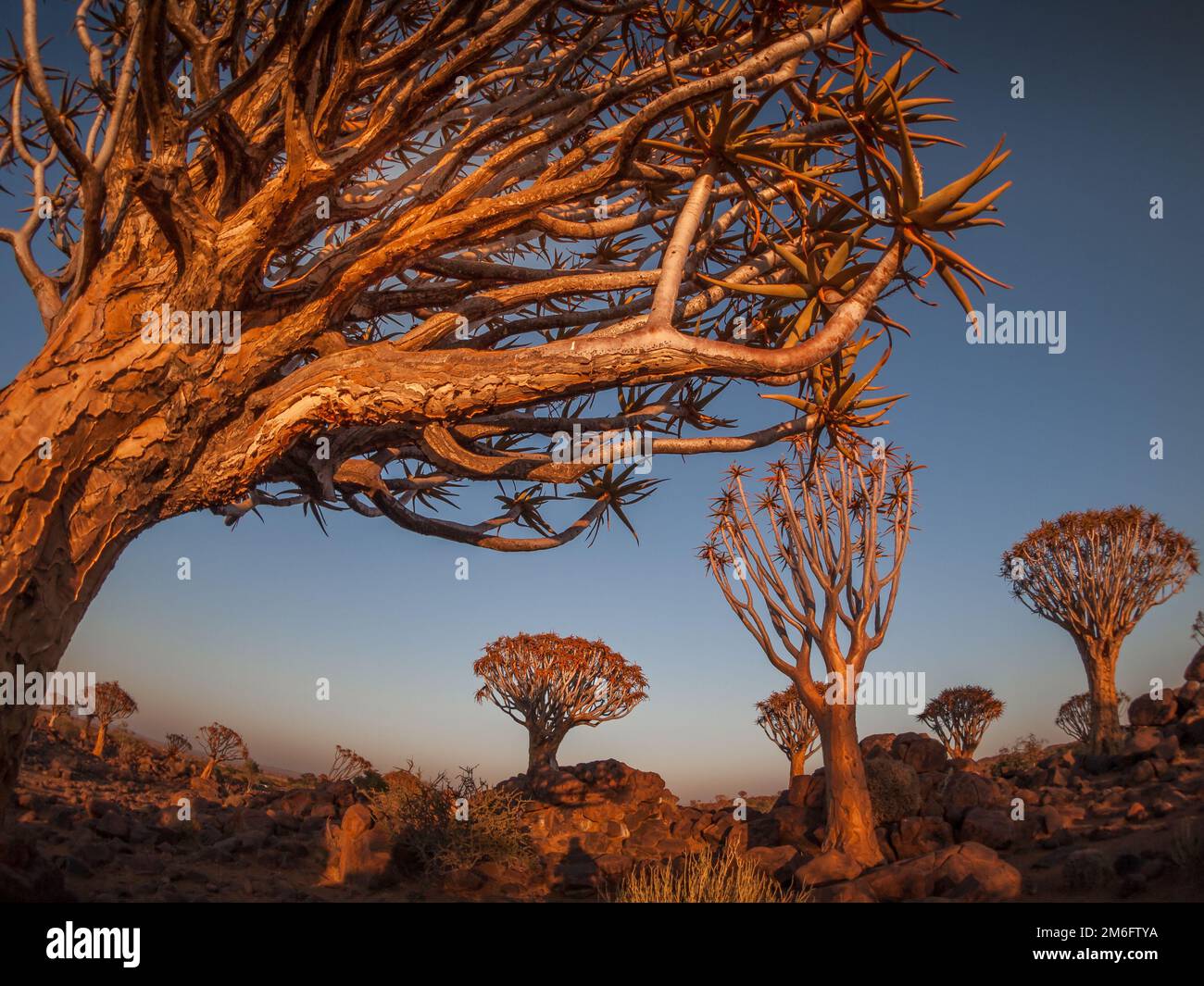 La foresta di Quivertree vicino a Keetmanshoop in Namibia, Africa. Foto Stock