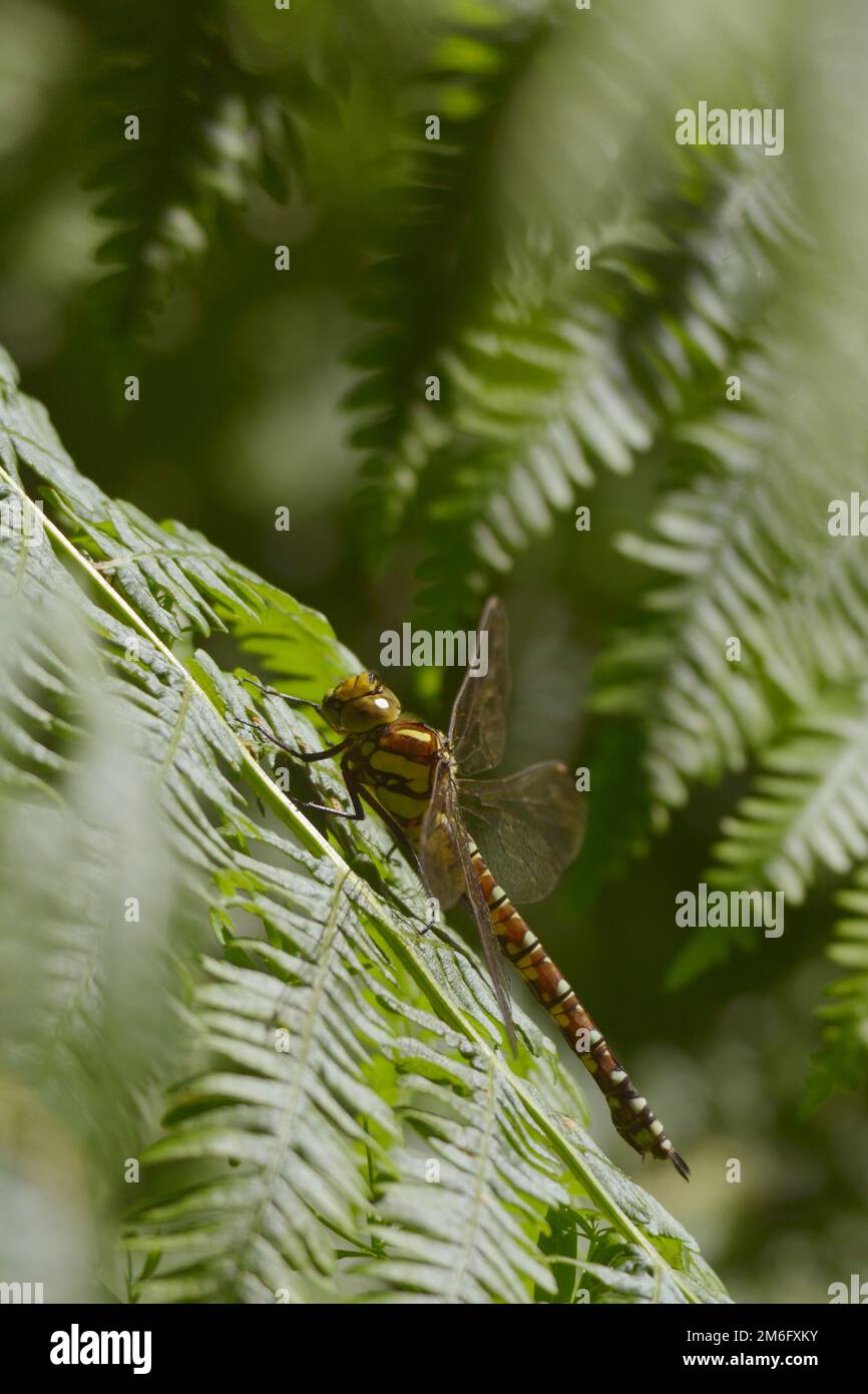 Aeshna cyanea, libellula di Southern Hawker a riposo a Bracken, Galles, Regno Unito. Foto Stock
