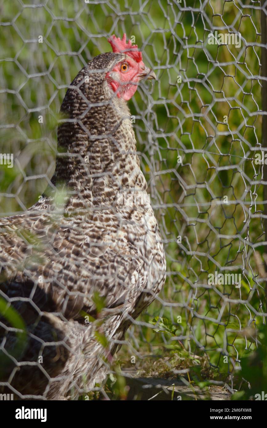 Speckledy HEN ibrida, Galles, Regno Unito Foto Stock