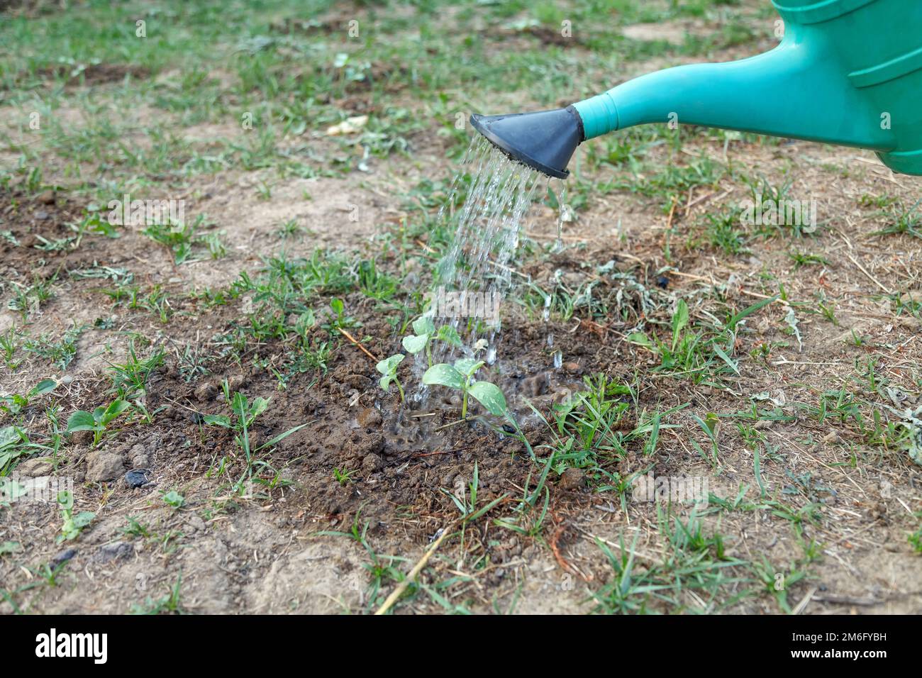 Irrigazione stagionale primaverile con acqua e fertilizzante, così come allentamento del terreno per l'accesso di ossigeno al suolo. Lavorare con attrezzi da giardino sul si Foto Stock