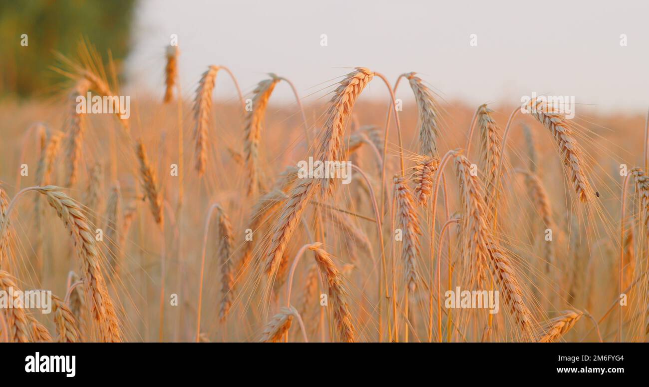 Campo di grano, spighe di spikelets maturi sani alla sera di estate. Terreno fertile, festa di raccolto, prodotto di raccolto. Contesto agricolo. Luce soffusa al tramonto. Foto Stock