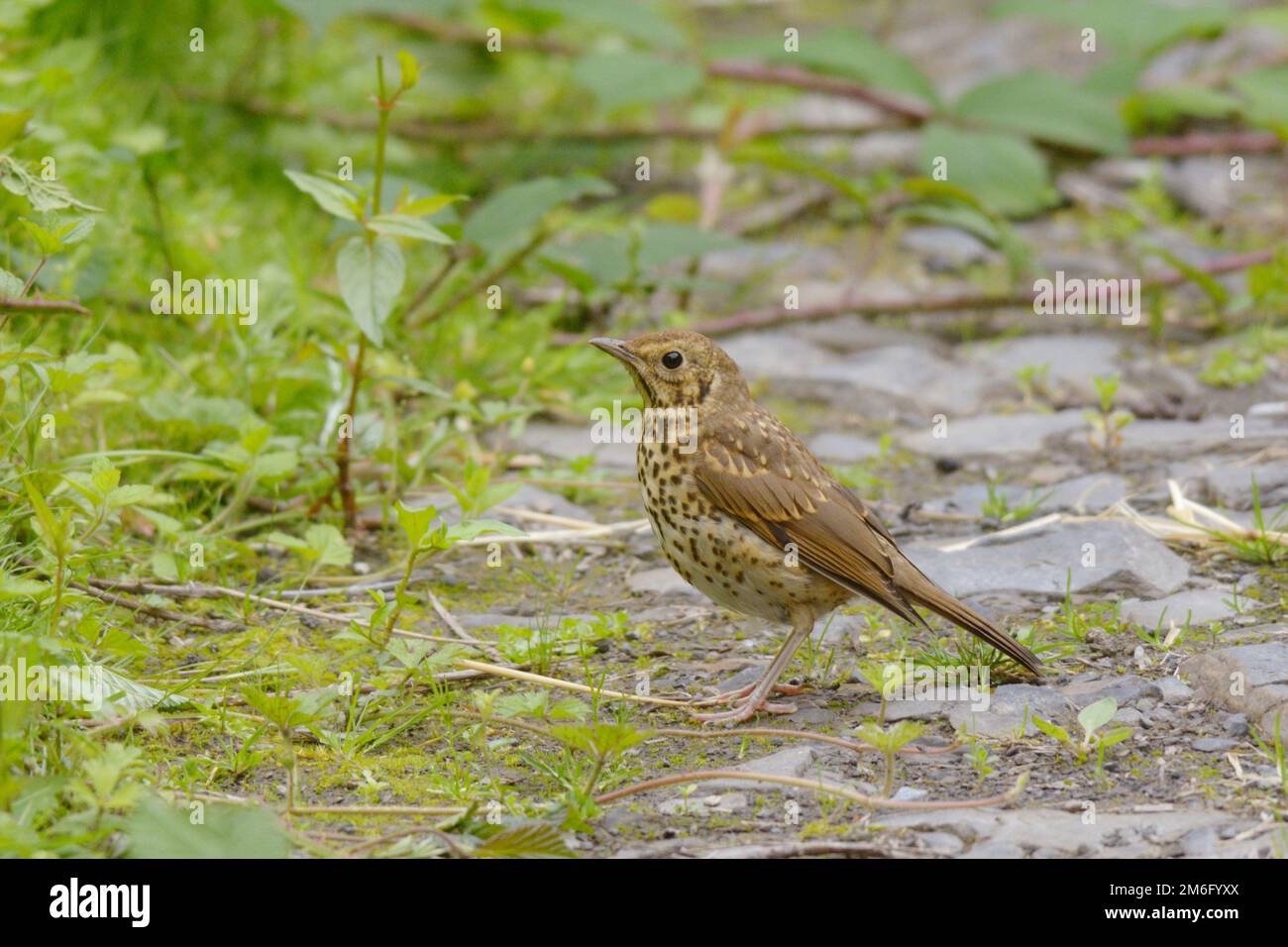 Turdus philomelos, giovane Song Thrush, Galles, Regno Unito Foto Stock