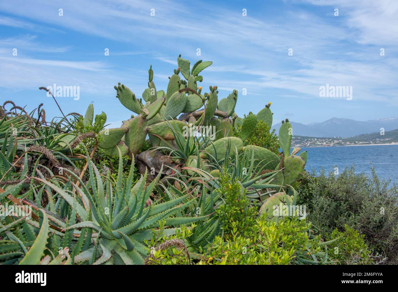 Scoperta dell'isola di bellezza nella Corsica meridionale, Francia Foto Stock