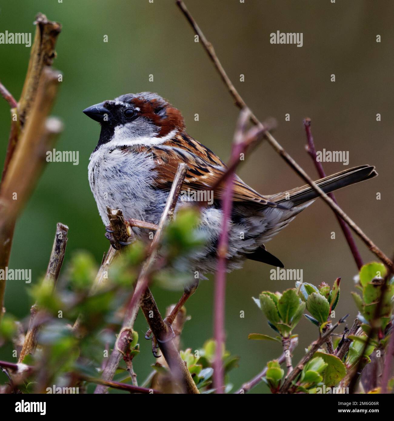 Passero di Casa maschio (Passer domesticus) arroccato in cima alla siepe Foto Stock