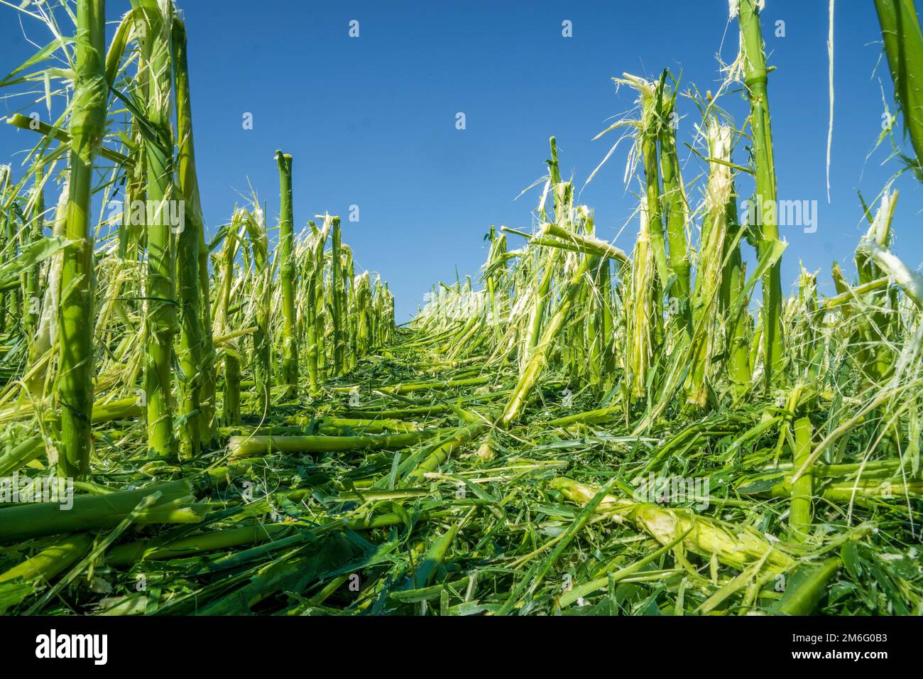 Danni alla grandine e forti piogge distruggono l'agricoltura Foto Stock