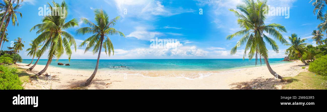 Panorama di spiaggia tropicale con palme da cocco Foto Stock
