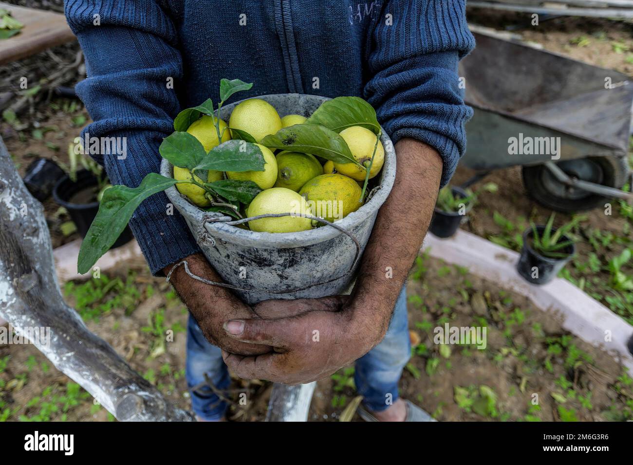 12 dicembre 2020, Gaza, Palestina: Un agricoltore si pone con frutta fresca durante la stagione di raccolta degli agrumi nella striscia di Gaza. (Credit Image: © Mahmoud Issa/SOPA Images via ZUMA Press Wire) Foto Stock