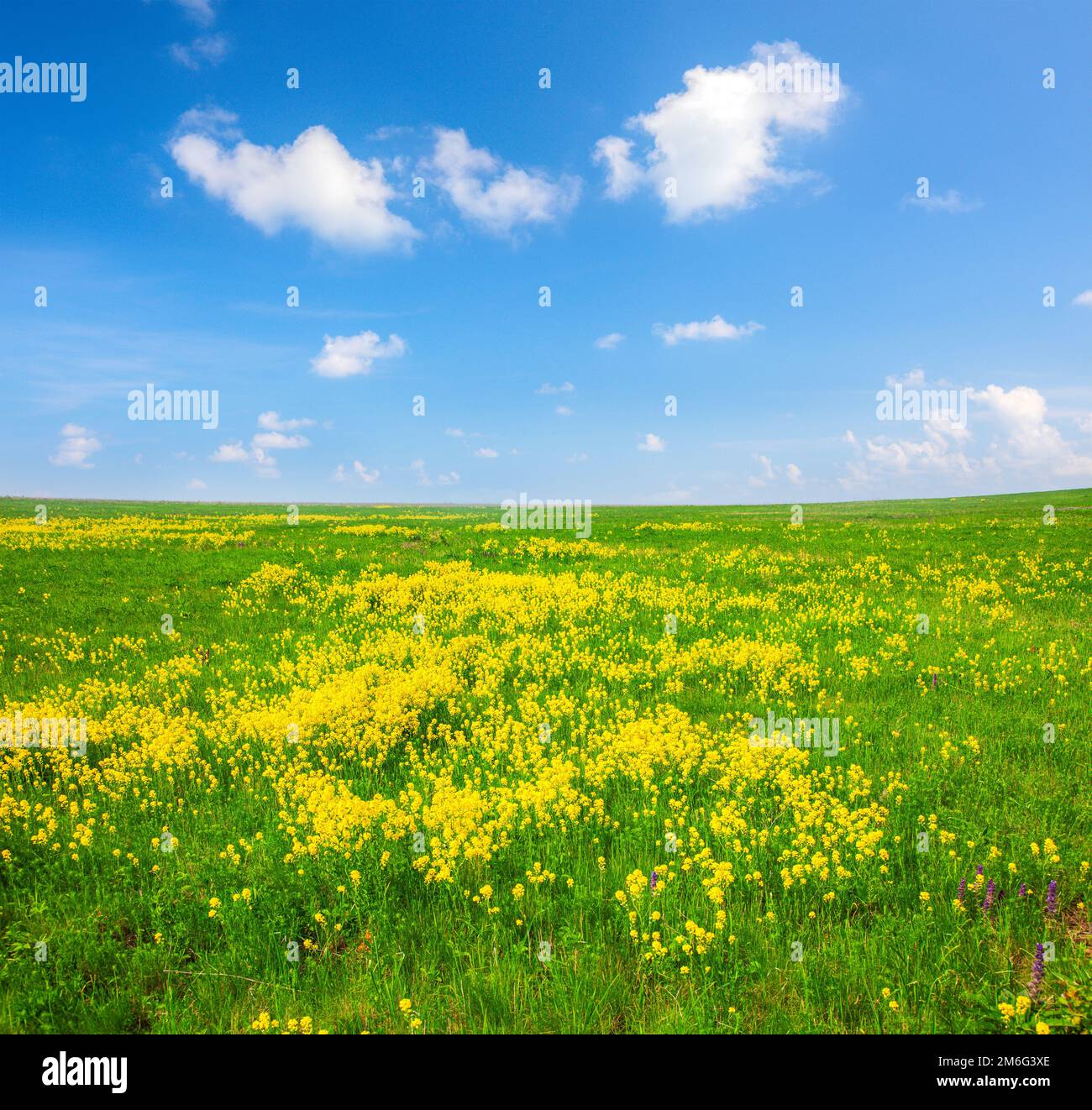 Fiori gialli colle sotto il blu cielo nuvoloso Foto Stock