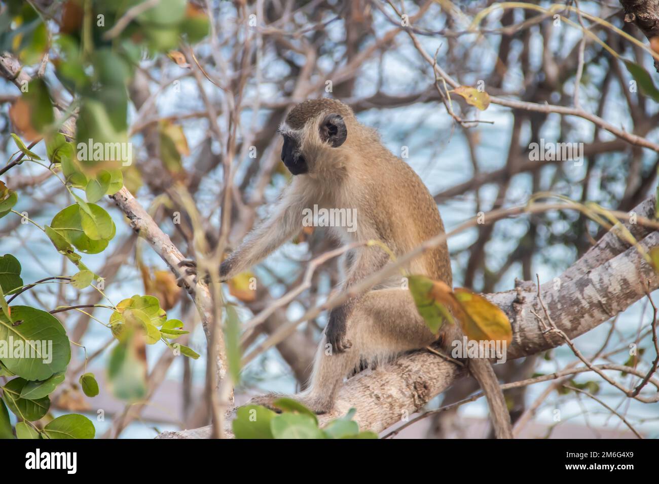 Adorabile piccola scimmia che gioca sulla spiaggia dell'oceano indiano in località tropicale in Mozambico Foto Stock