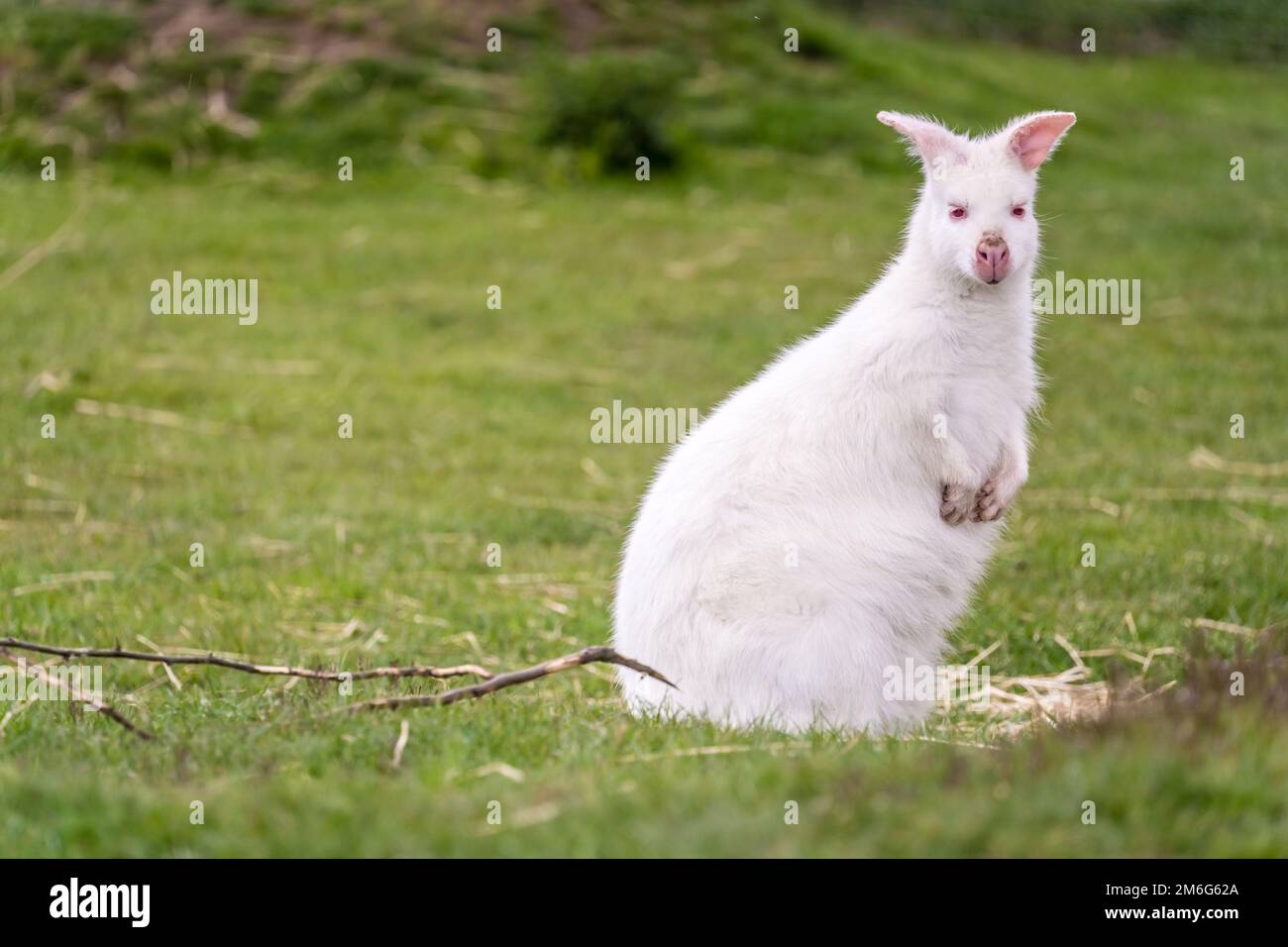 Foto del wallaby albino bianco seduto su una superficie completamente coperta di erba Foto Stock