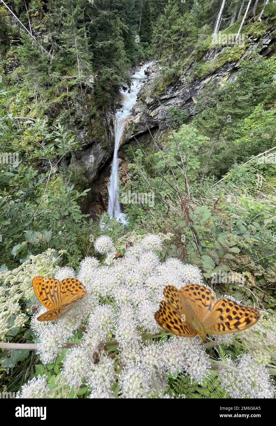 Primo piano di due farfalle su un fiore Foto Stock