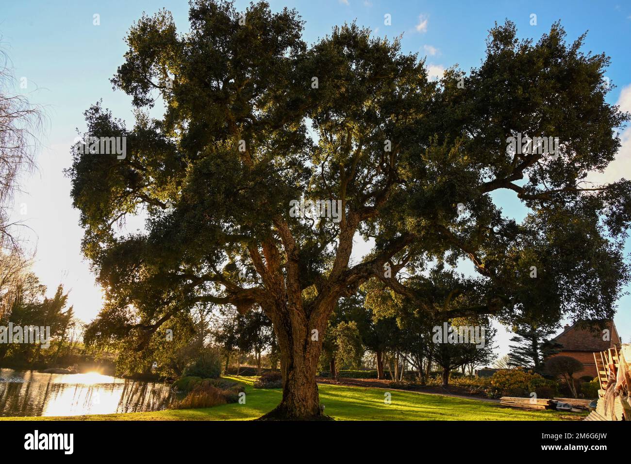 English Cork Oak Tree, Quercus Suber Foto Stock