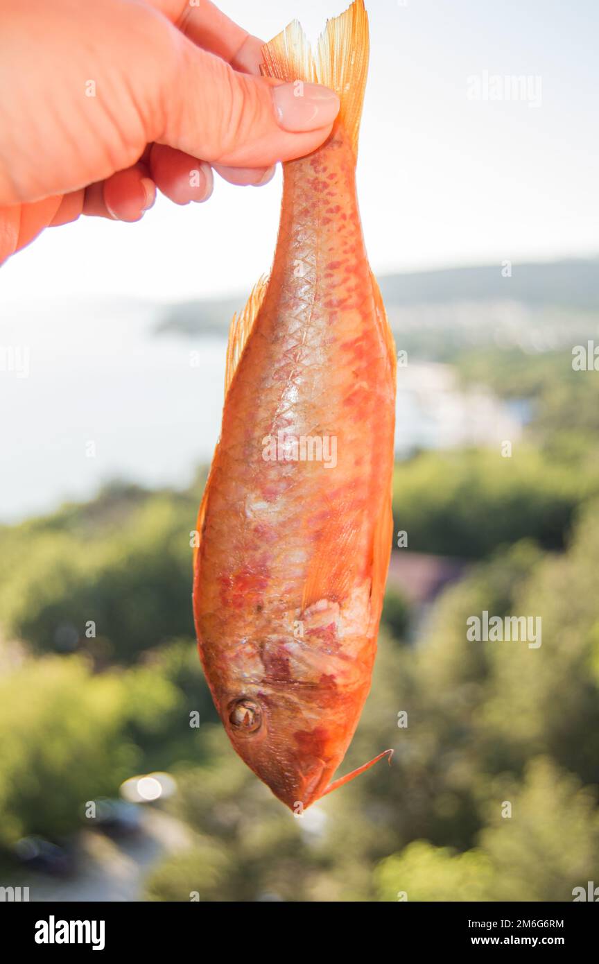 La mano di una donna tiene un pesce d'agnello fritto sullo sfondo di una foto di mare, verticale Foto Stock