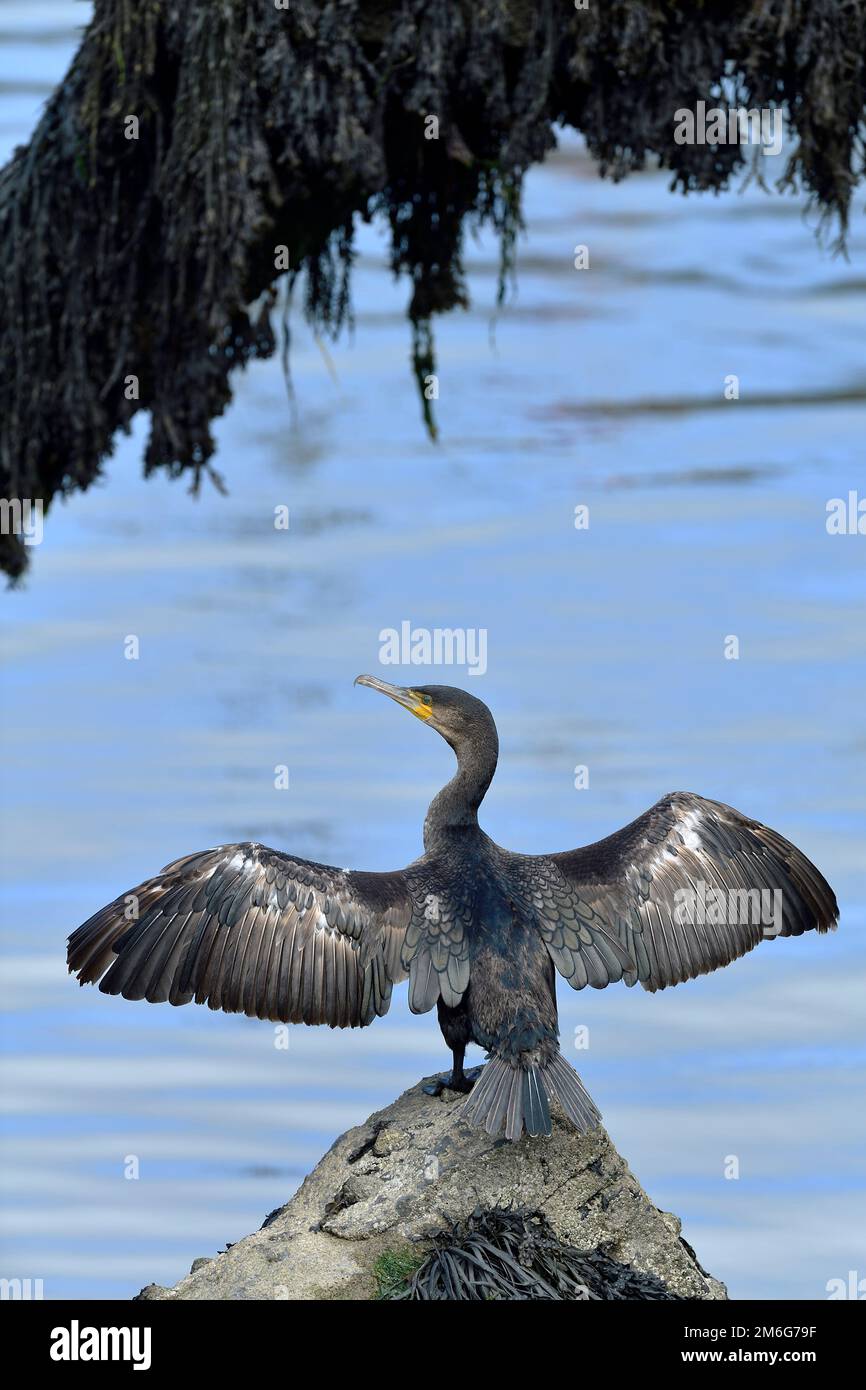 Cormorant (Phalacrocorax carbo) adulto arroccato sulla roccia nel porto di pesca con le ali tese al piumaggio asciutto dopo l'immersione a pesci, Berwickshire Foto Stock