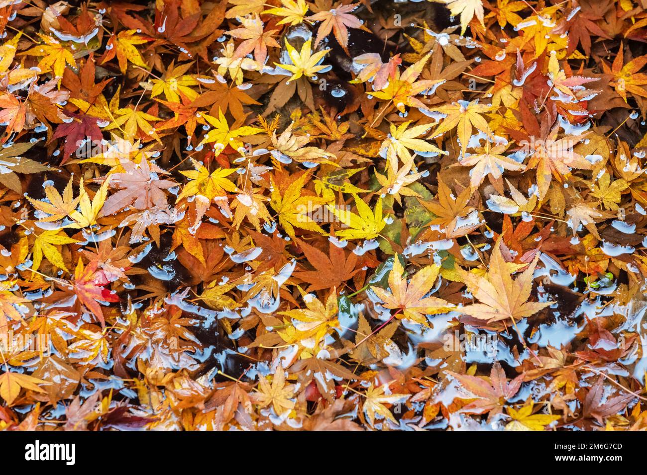 Foglie d'acero sullo stagno in autunno Foto Stock