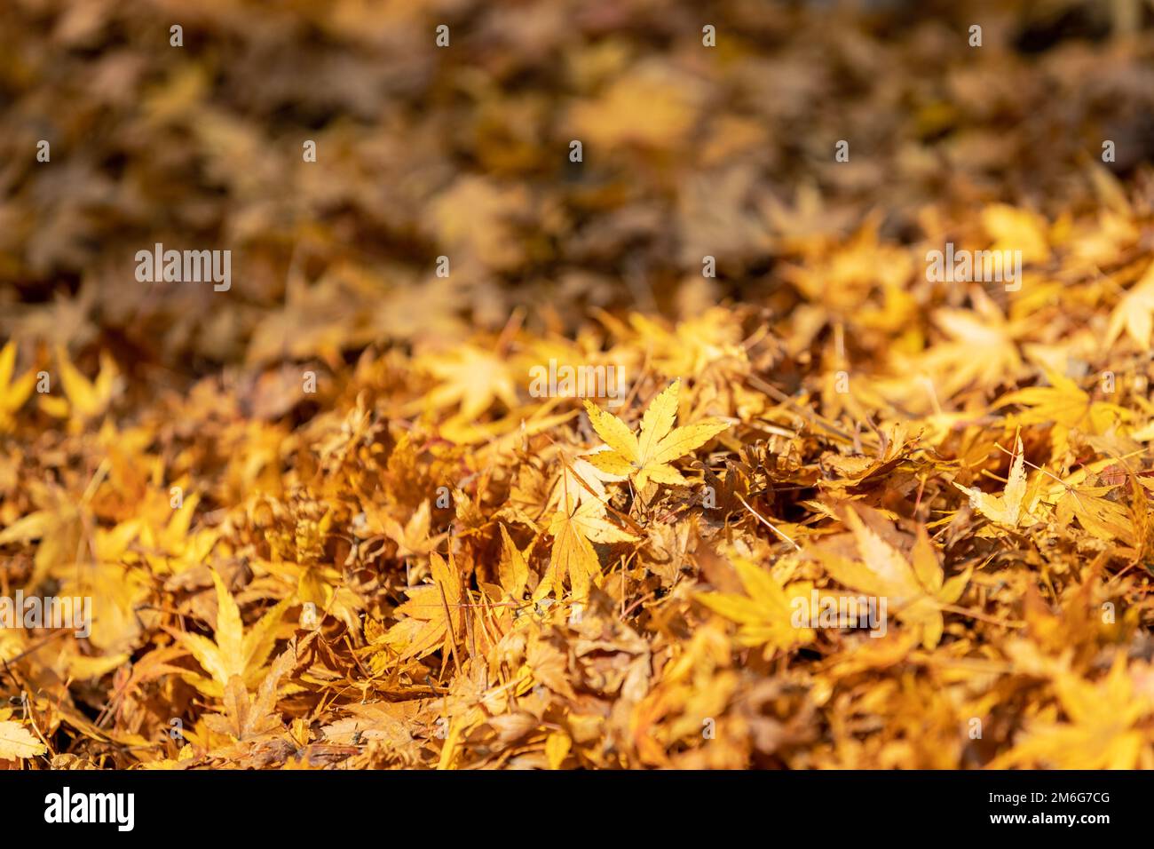Primo piano delle foglie di acero in autunno Foto Stock
