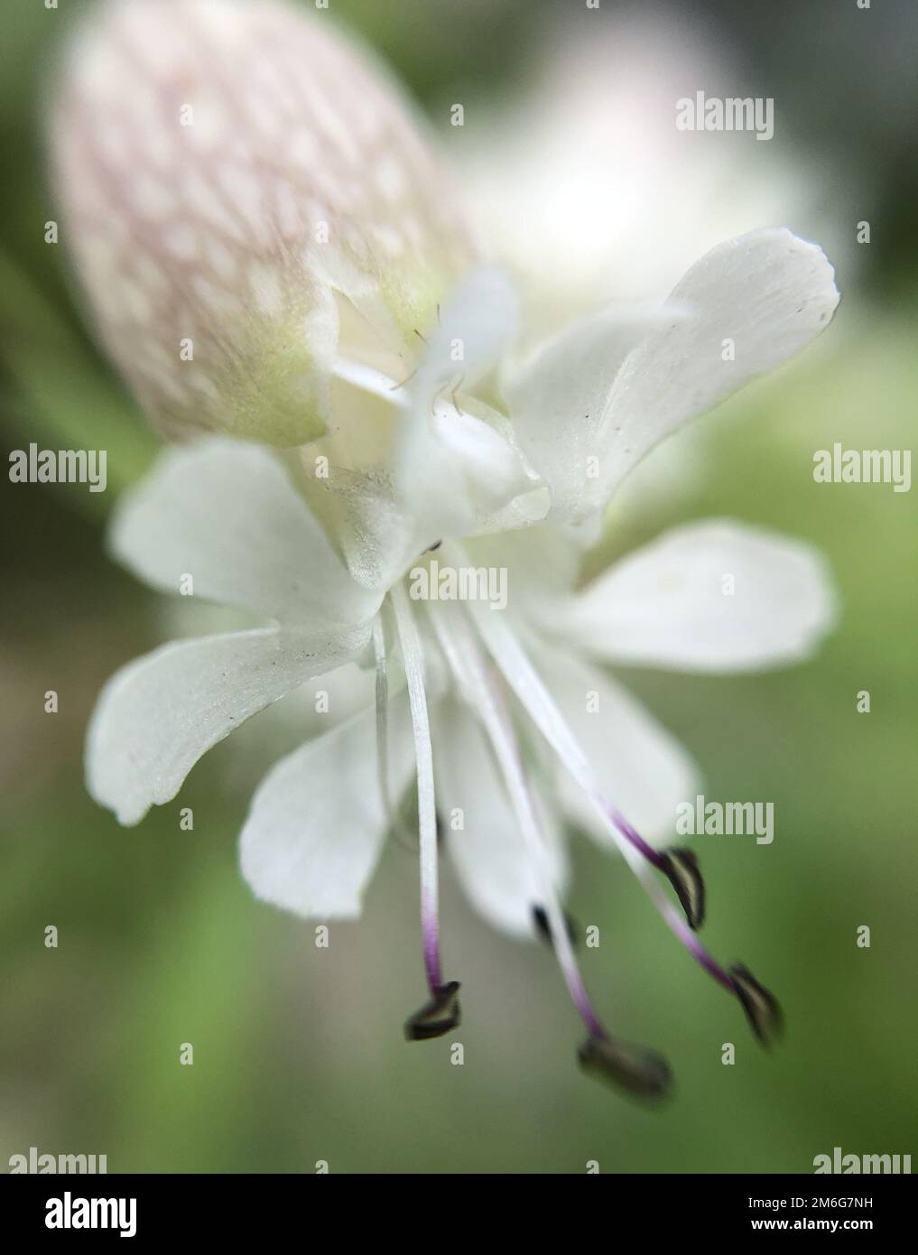 Macro scattata con un primo piano di un fiore Foto Stock