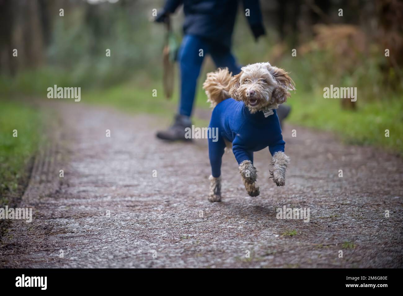 Gallo biondo vestito con un abito da cane in pile blu, che corre su un sentiero di campagna verso la macchina fotografica con il suo proprietario sfocato in lontananza. REGNO UNITO Foto Stock