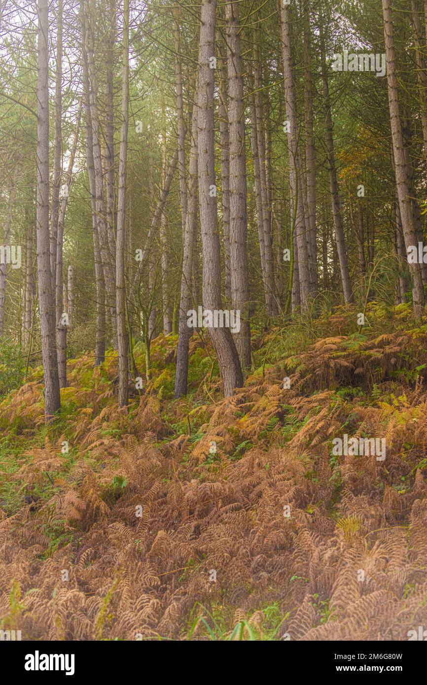 Conifere che crescono su una sponda ripida con il bracken che diventa marrone in primo piano. REGNO UNITO Foto Stock