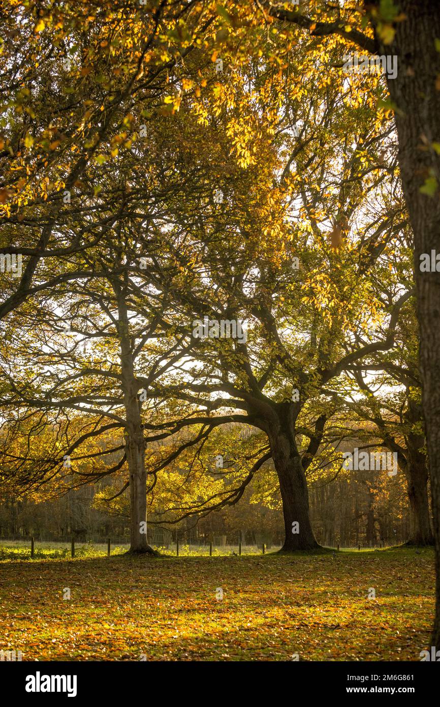 Albero retroilluminato in autunno. REGNO UNITO Foto Stock