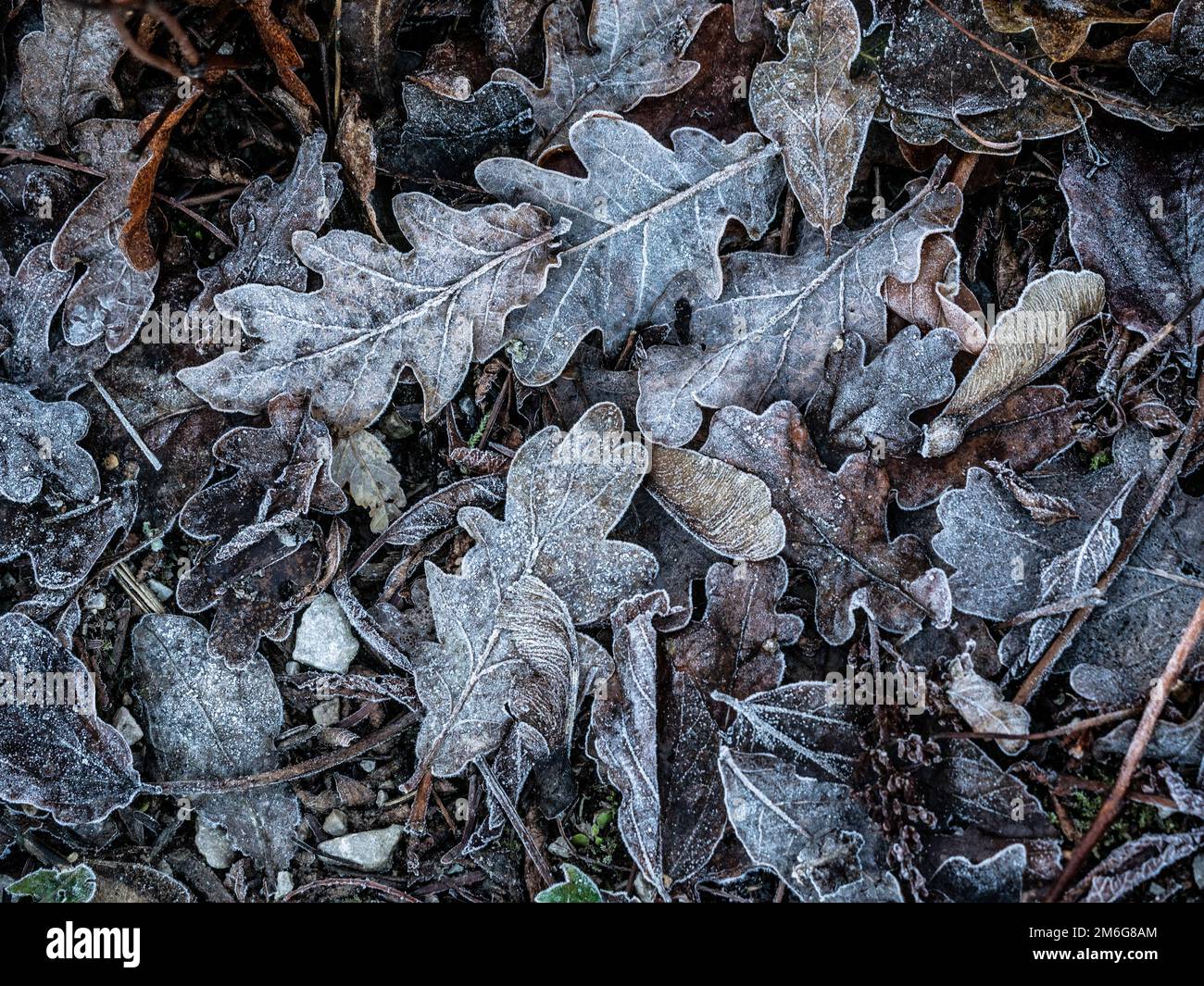In inverno, in un giardino britannico, le foglie di quercia morta ricoperte di ghiaccio giacciono a terra. Foto Stock
