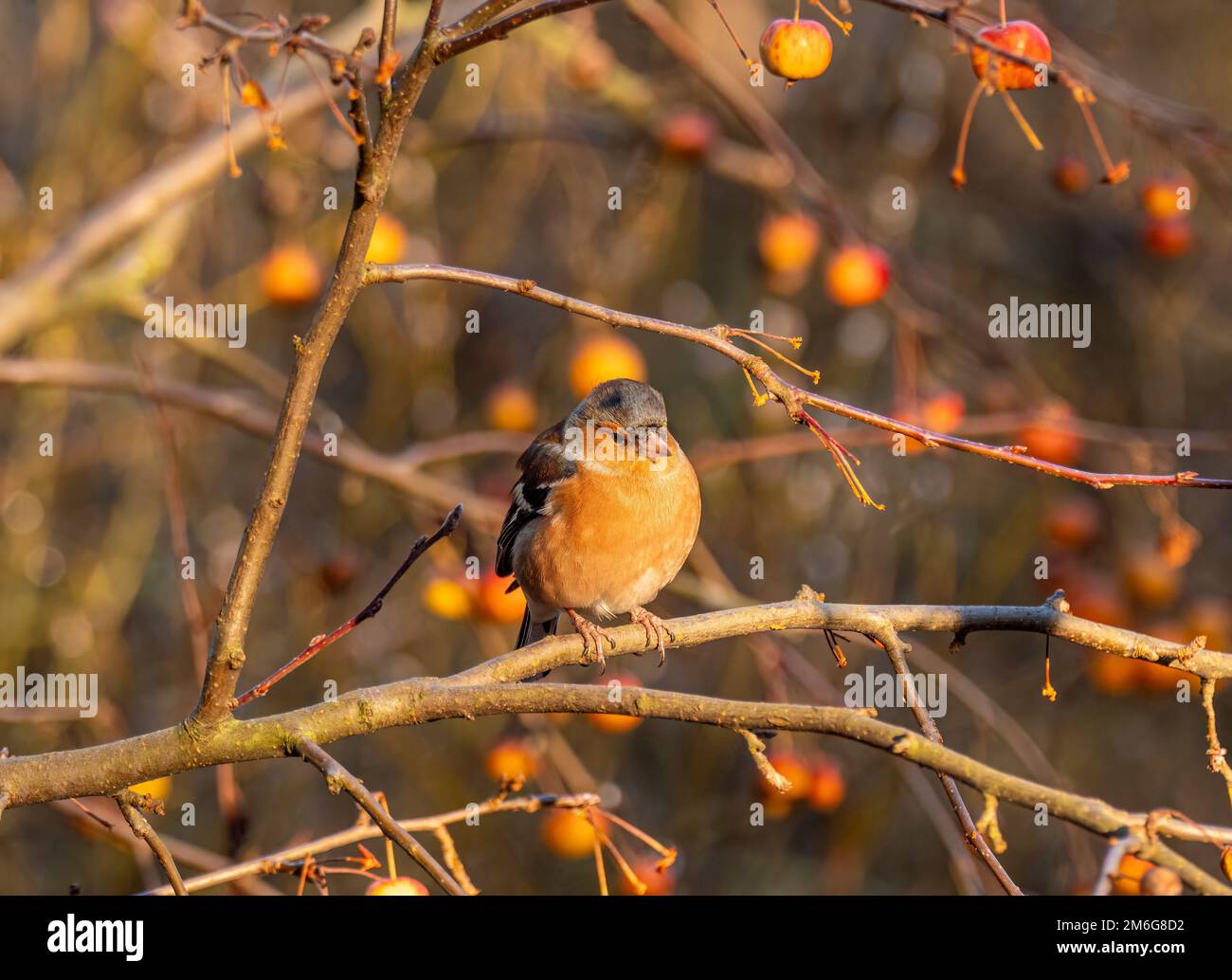 Chaffinch maschio arroccato sul ramo di un albero di granchio Apple carico di frutta in un giardino britannico, in inverno. Foto Stock