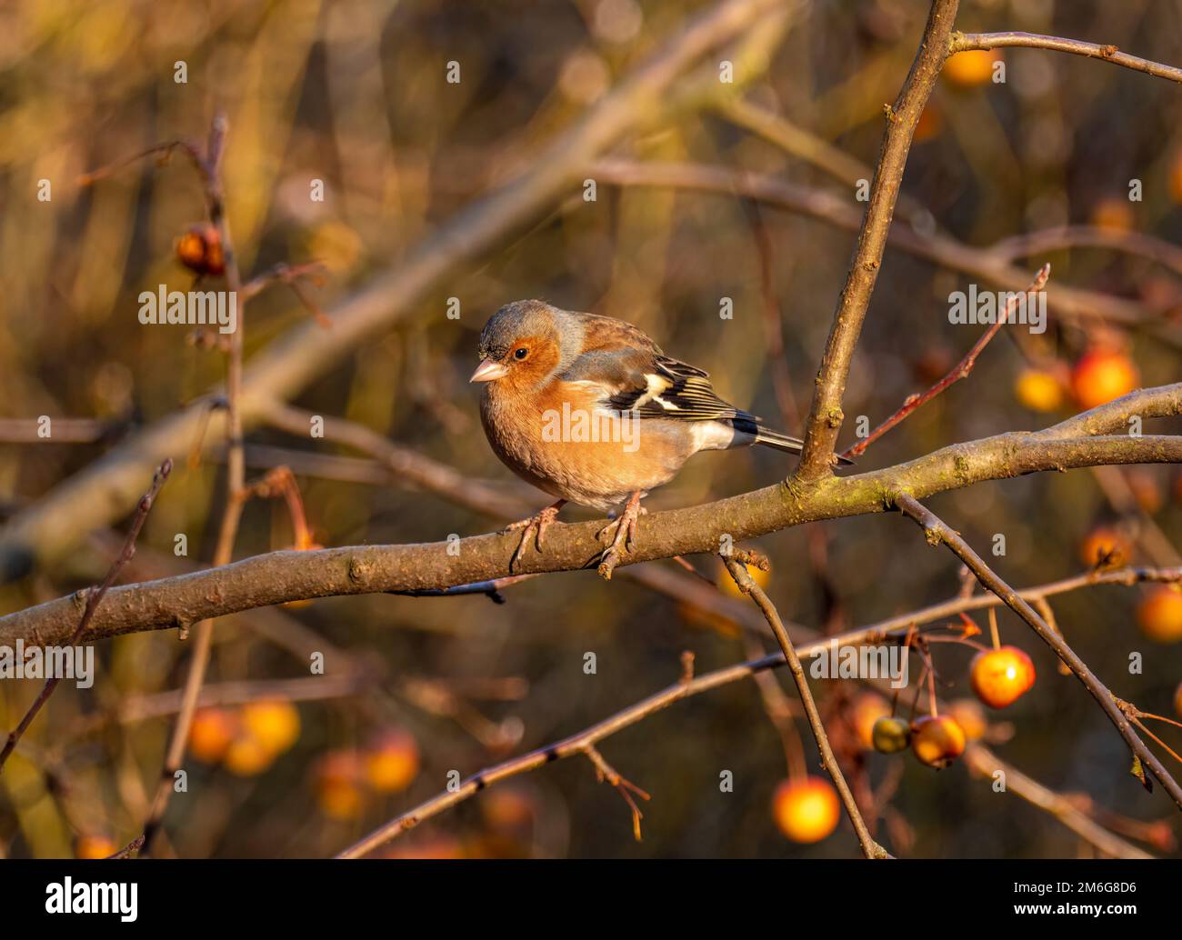 Chaffinch maschio arroccato sul ramo di un albero di granchio Apple carico di frutta in un giardino britannico, in inverno. Foto Stock