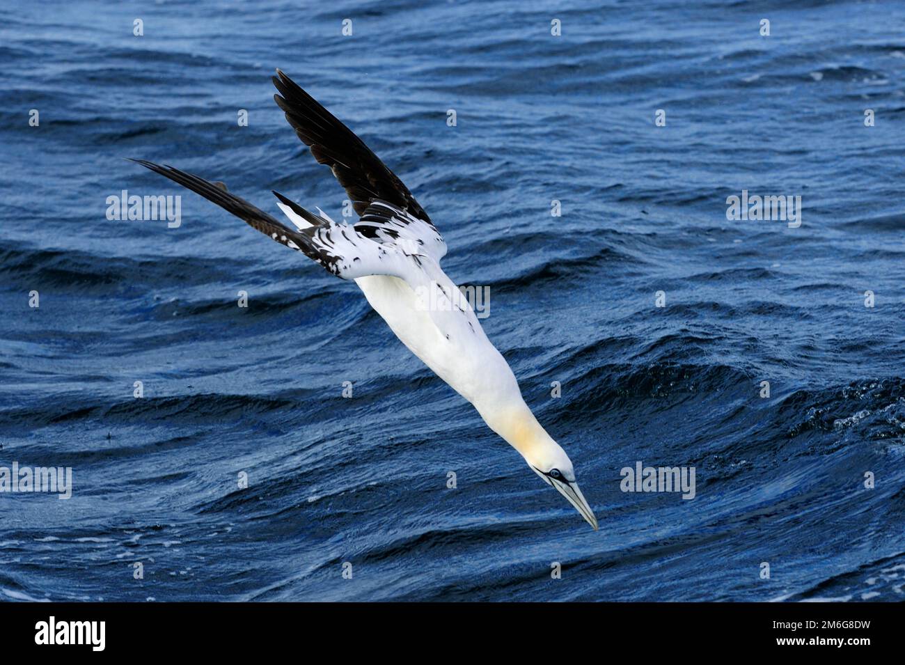 Gannets Morus fagianus, immersioni per il pesce nel Firth of Forth, Scozia, 2010 luglio Foto Stock