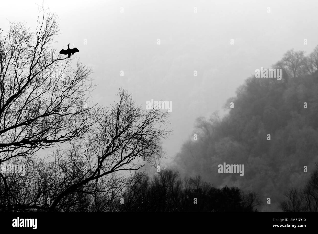 Cormorano su un albero con ali aperte al sole in una giornata di nebbia Foto Stock