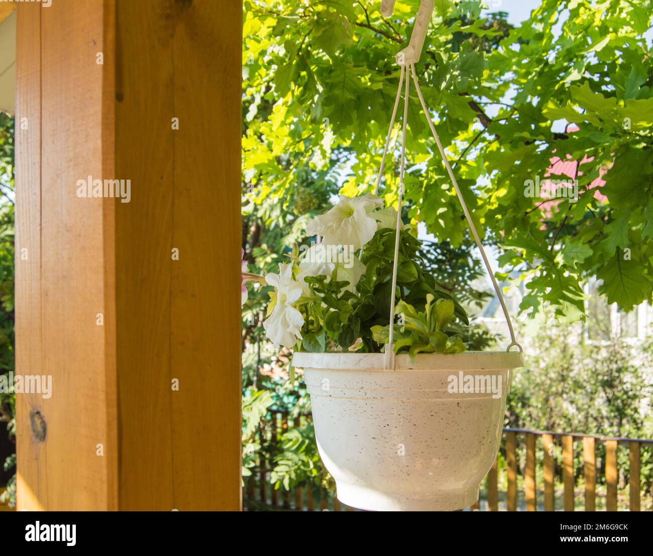 Una pentola bianca di piantatrici con petunia bianca pende sulla veranda esterna sullo sfondo degli alberi in una giornata di sole estate Foto Stock