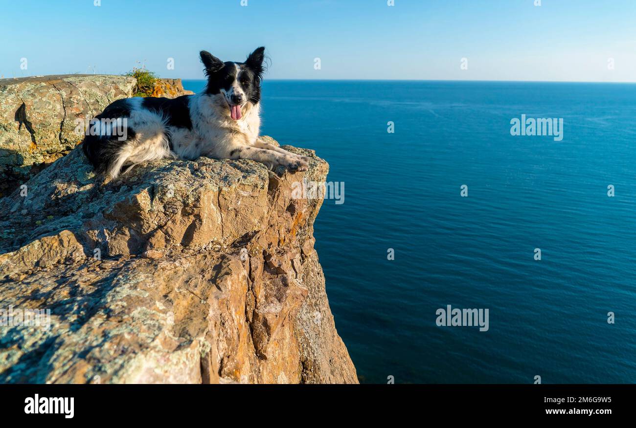 Un cane collie di confine giace su una scogliera di pietra sulla riva del mare. Foto Stock