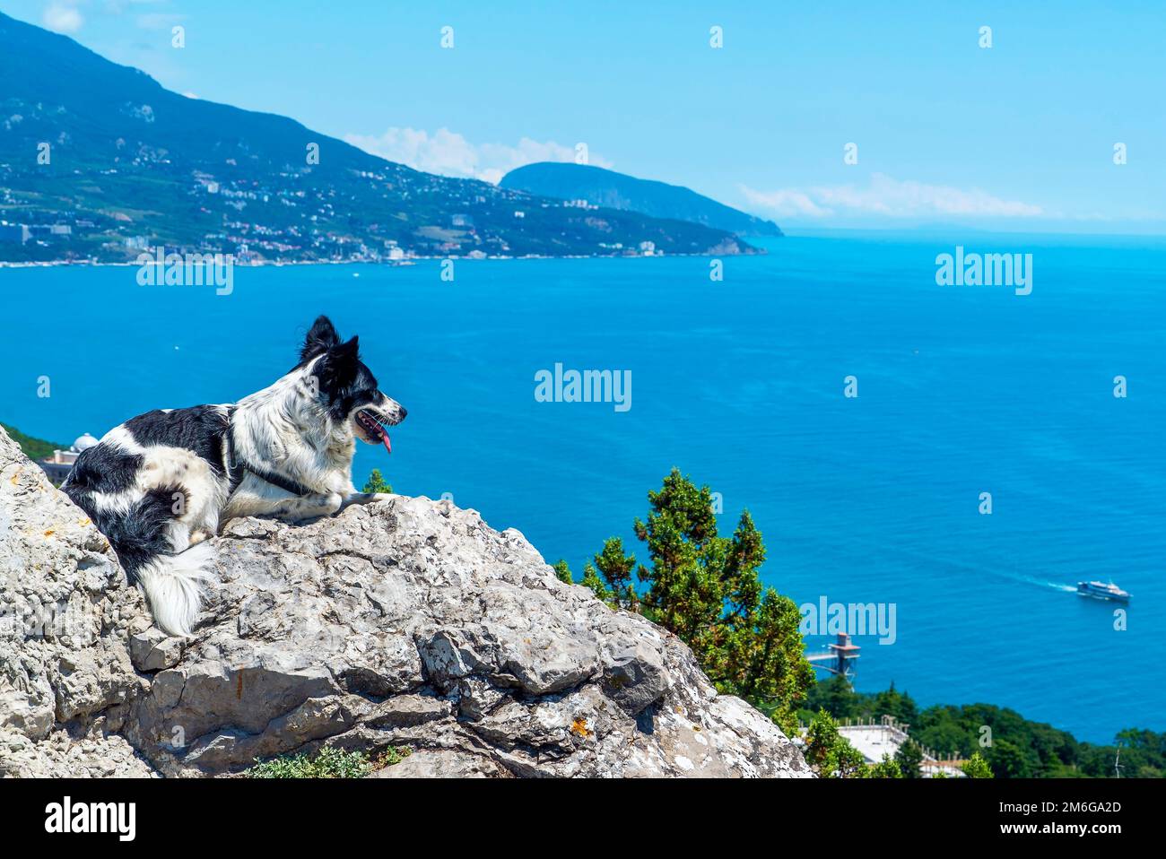 Il cane è sdraiato su una grande pietra sullo sfondo del mare, sbirciando in lontananza. Foto Stock