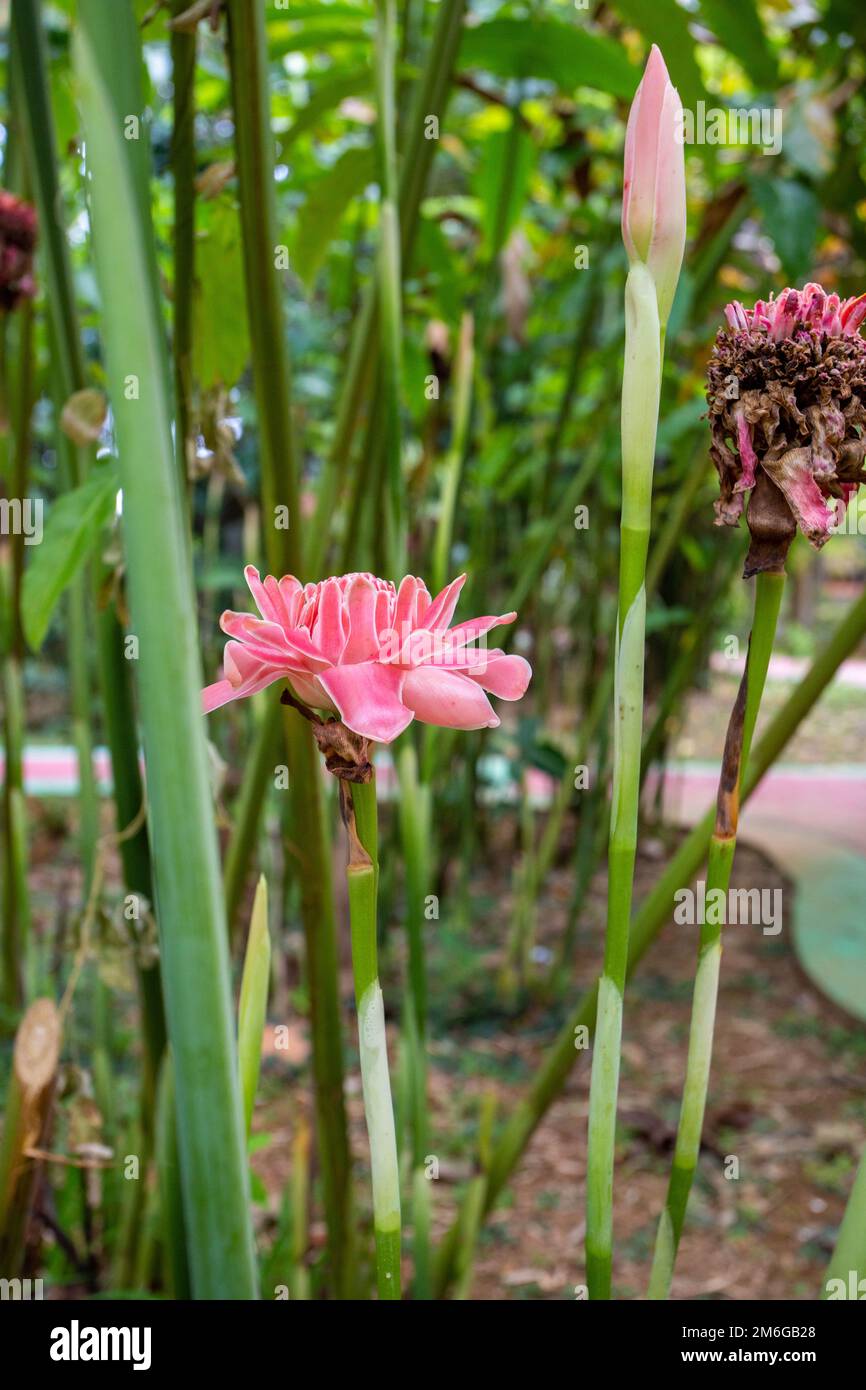 Fiori di zenzero (Etlingera elatior) che crescono in un giardino tropicale in Malesia, con vivaci petali rosa. Foto Stock