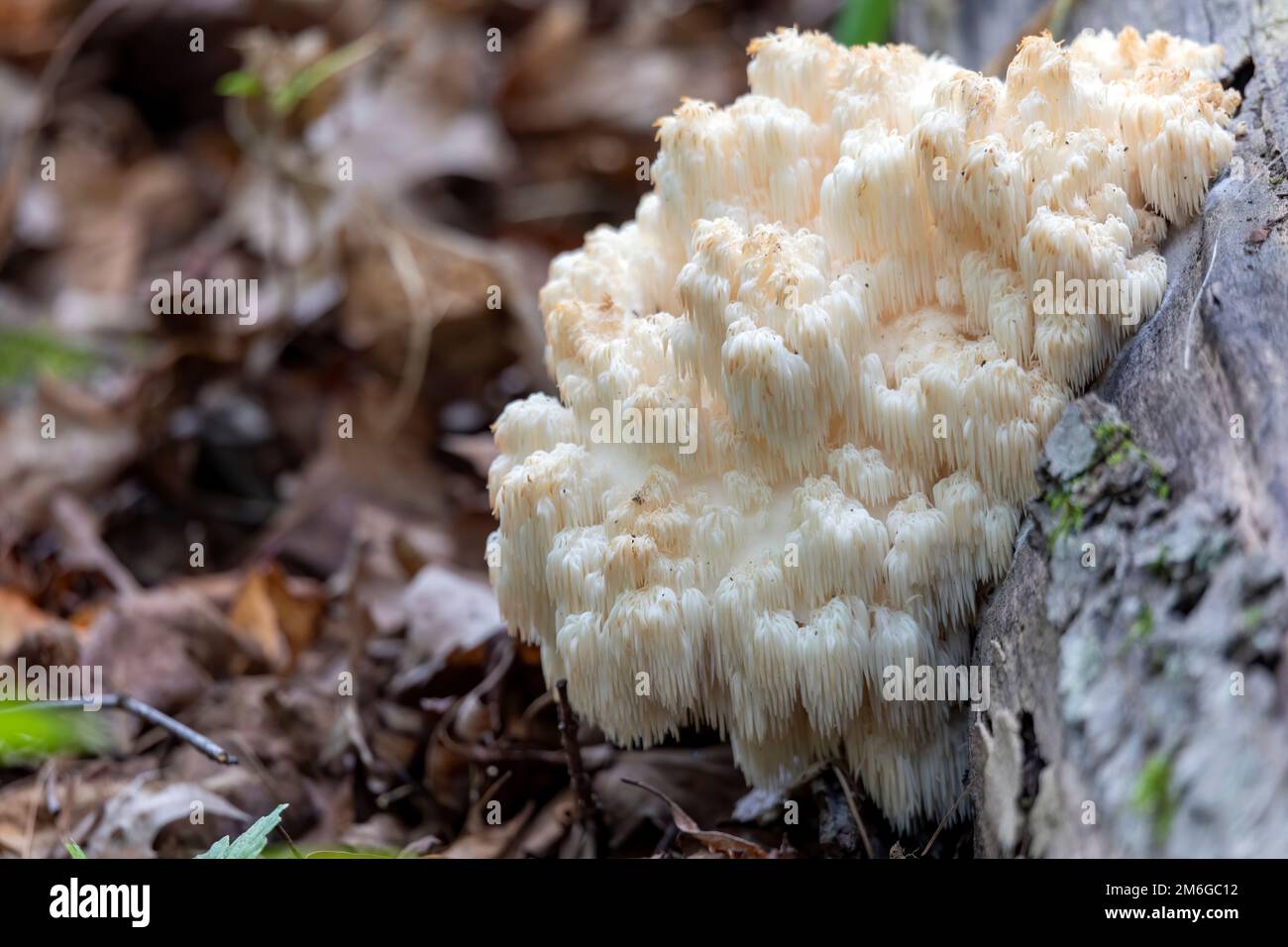 Criniera del Leone , (Hericium erinaceus) Foto Stock