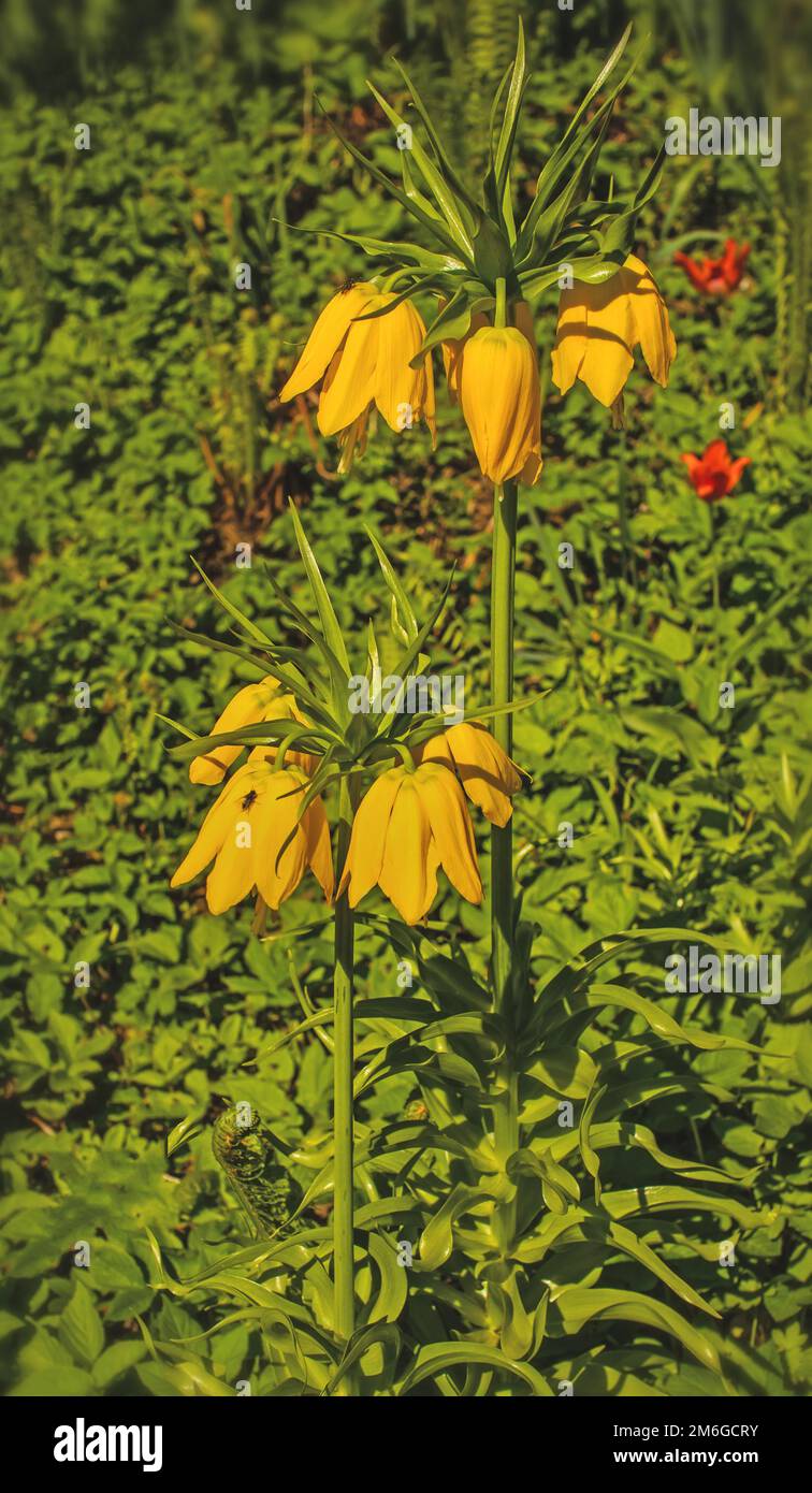 Kaiserkrone 'Fritillaria imperialis' Foto Stock