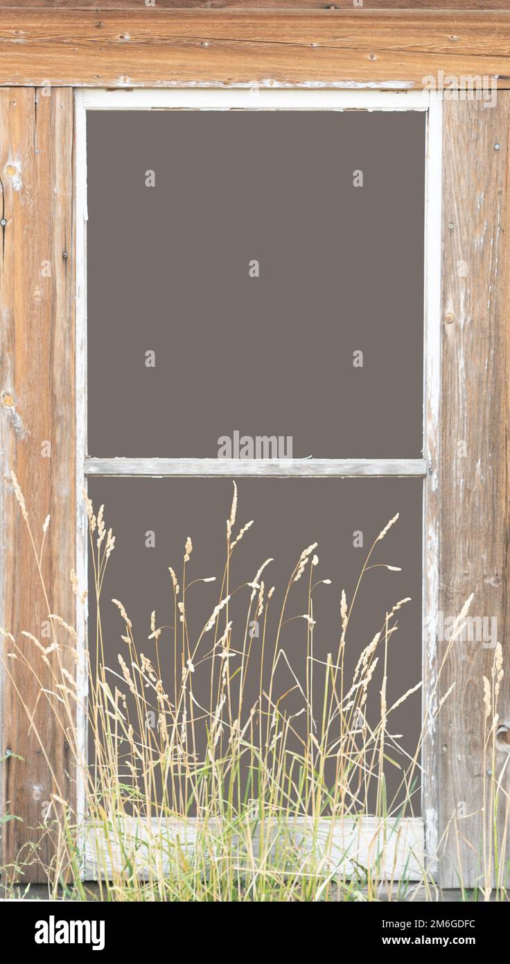 I vecchi materiali della cabina in legno circondano una bacheca di testo isolata formata da una struttura a finestra. L'edificio è circondato da erba e alghe. Foto Stock