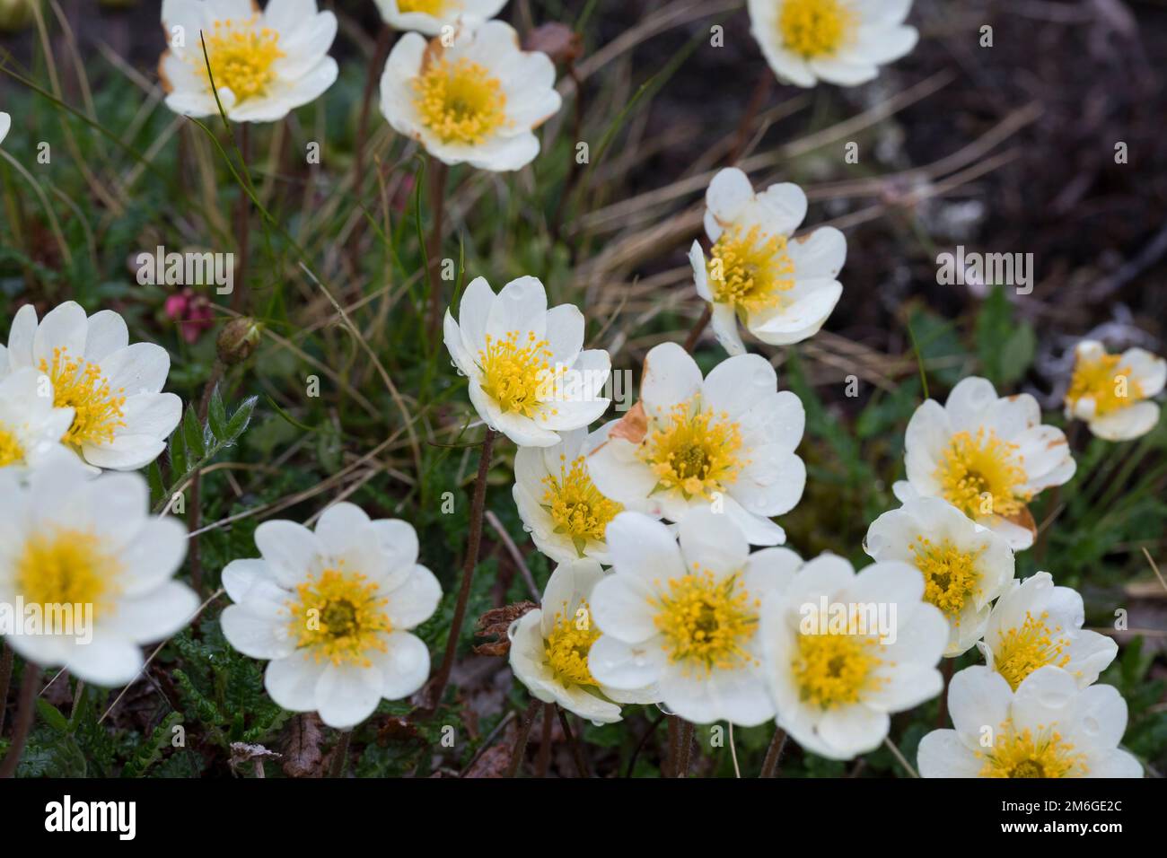 Silberwurz, Weiße Silberwurz, Weisse Silberwurz, Dryas octopetala, montagna avens, dryas bianco, dryad bianco, Eightpetal montagna-avens, la dryade à hu Foto Stock