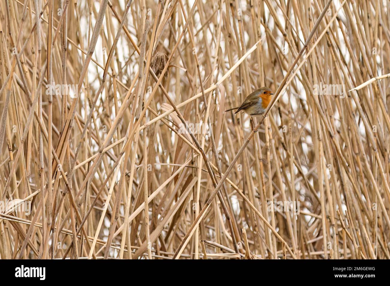 Uccello Robin, Erithacus rubecula, cantando nella cintura di canna del Delta del Reno al lago di Costanza vicino a Bregenz, Austria Foto Stock