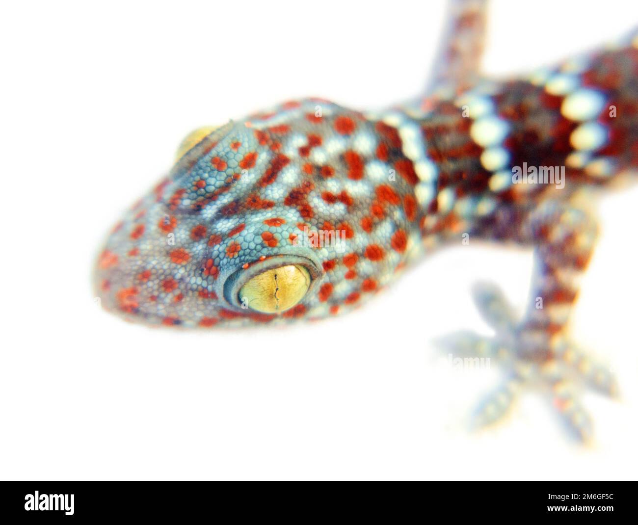 Un Toki Gecko grigio (Gekko gecko) su sfondo bianco Foto Stock