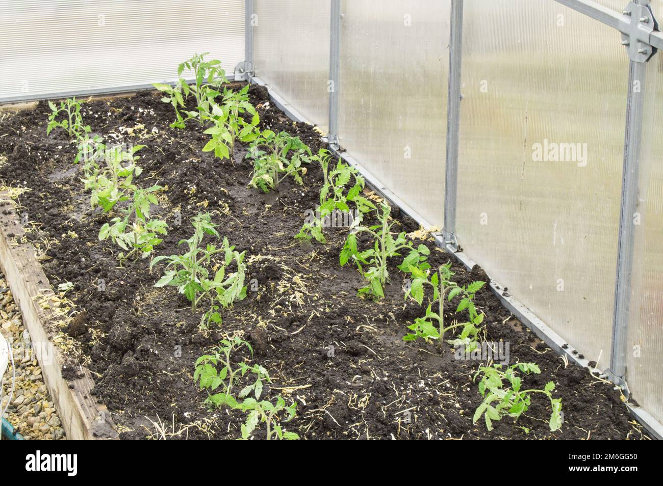 Coltivare giovani piante di pomodoro in una serra di policarbonato, il concetto di giardinaggio biologico Foto Stock