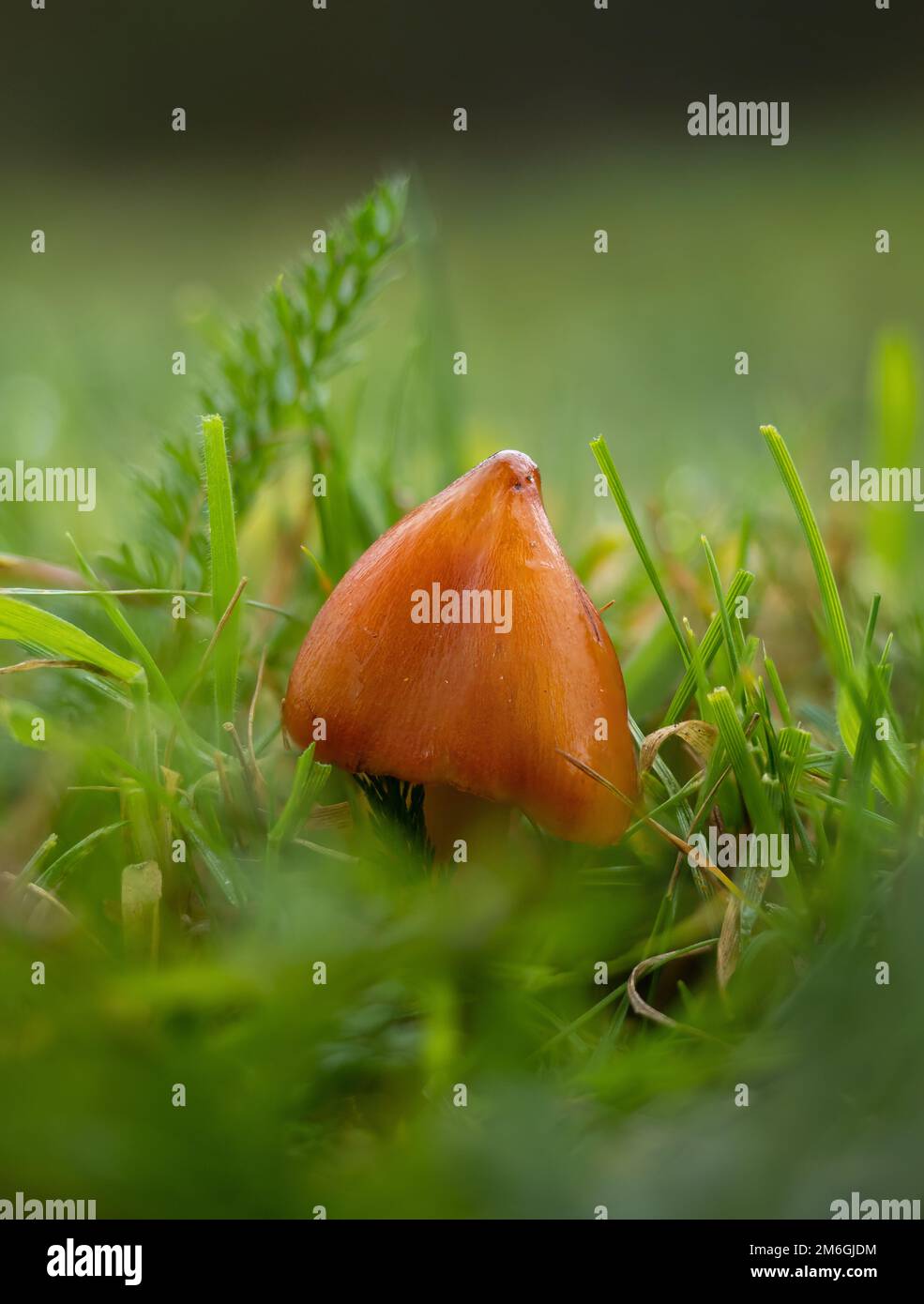 Funghi neri Waxcap Foto Stock