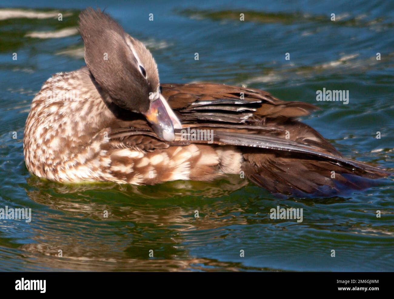 Canna colvert se lissant les plumes Foto Stock