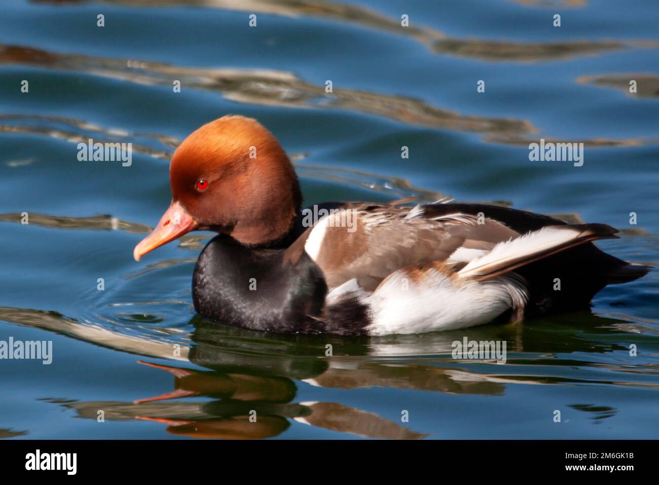 Canard nette rousse -netta rufina - sur l'étang Foto Stock