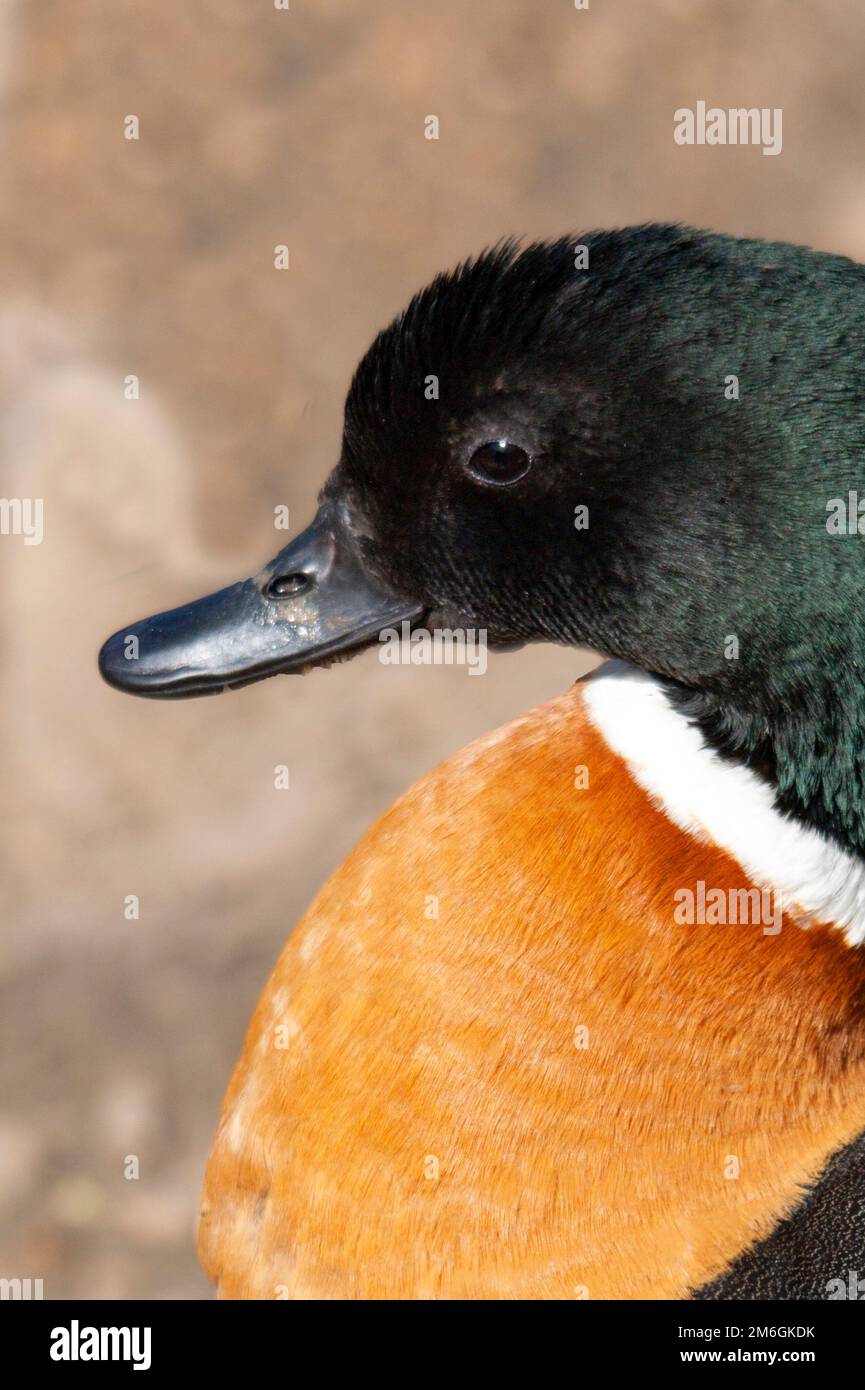 Tadorne Casarca d'Australie de profil en gros plan Foto Stock