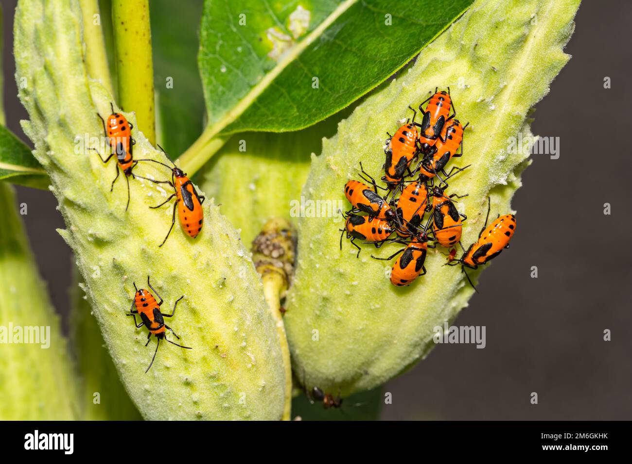 Bugs di Milkweed grandi - Oncopeltus fasciatus Foto Stock