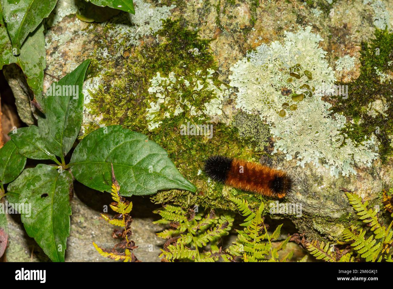 Isabella Tiger Moth Caterpillar - Pirrharctia isabella Foto Stock