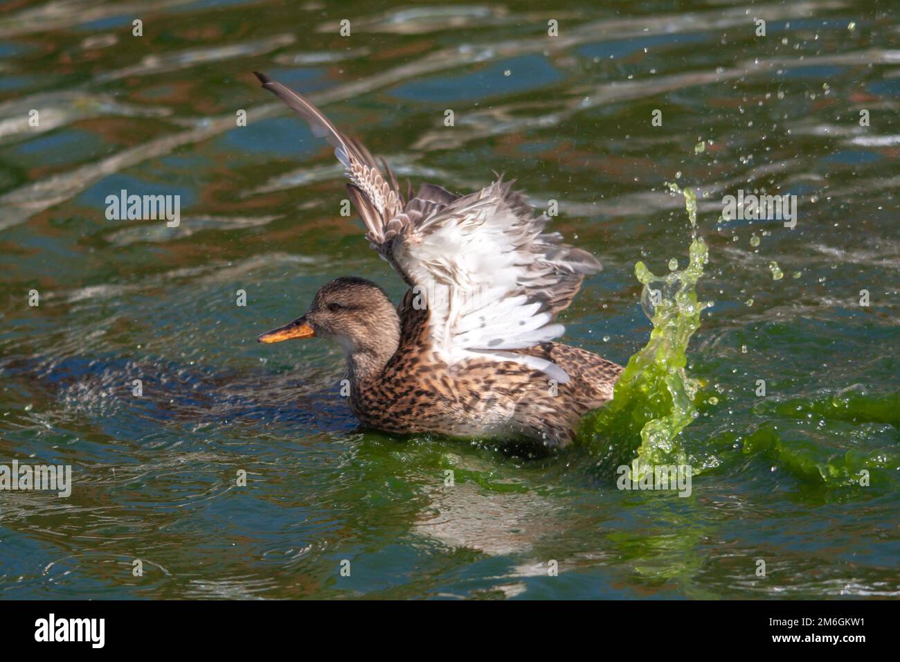 Battements d'ailes de cane colvert sur l'étang Foto Stock