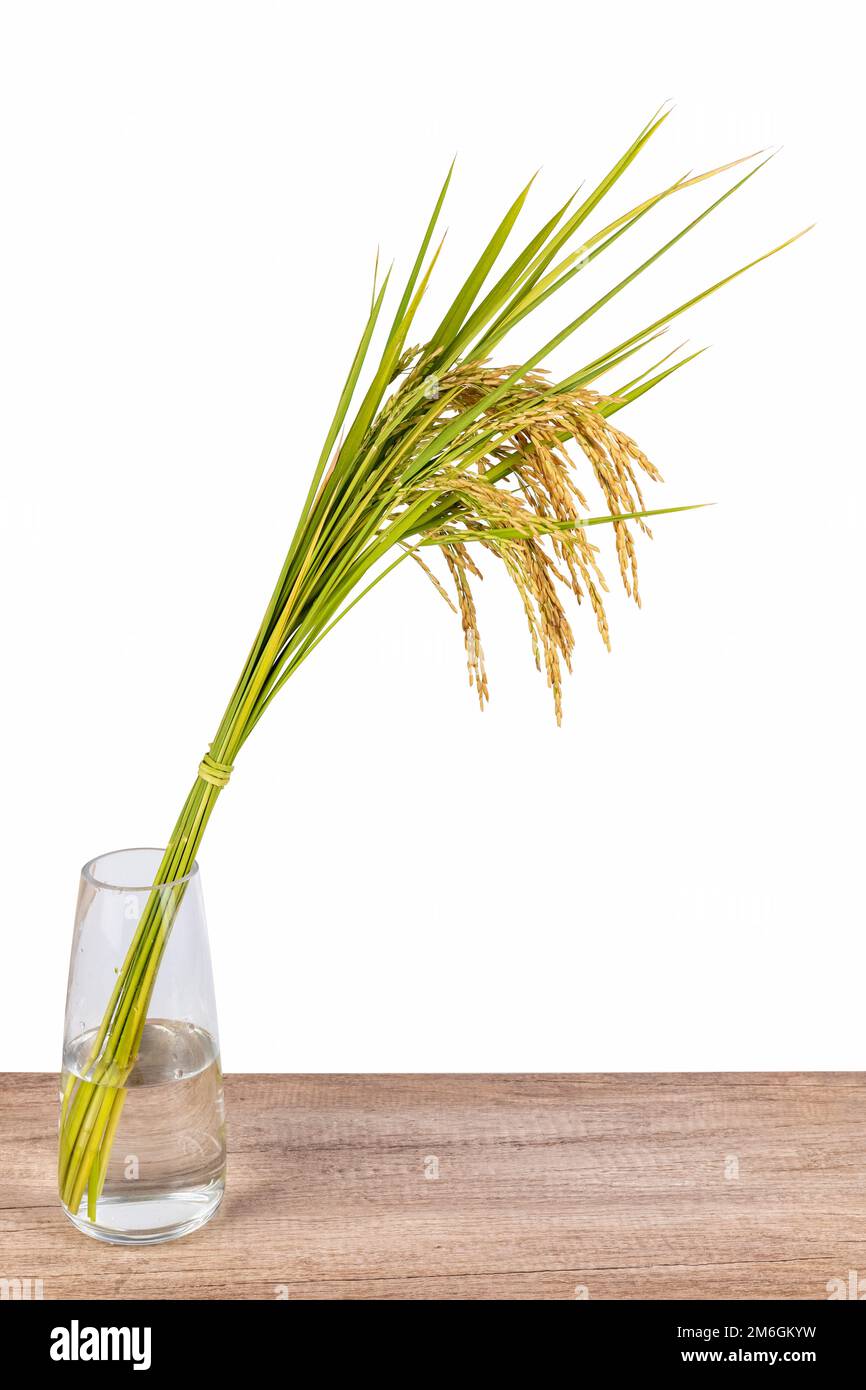 Spighe di riso in vaso di vetro isolato Foto Stock