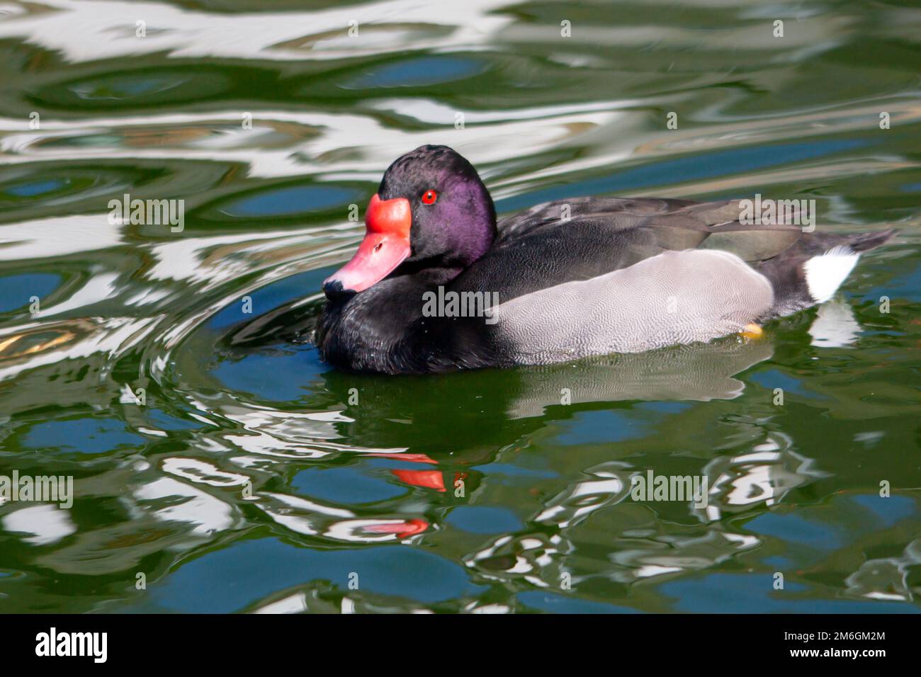 Canard nette Peposaca - netta Peposaca - sur l'étang Foto Stock